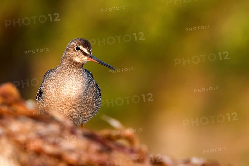 Spotted Redshank (Tringa erythropus), Galicia, Spain