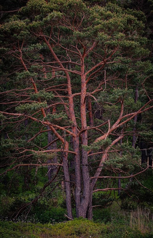 Bissendorfer Moor, Bissendorf, Wedemark, Hanover, Lower Saxony, Germany