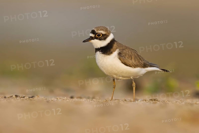 Little Ringed Plover (Charadrius dubius) female foraging, North Rhine-Westphalia, Germany