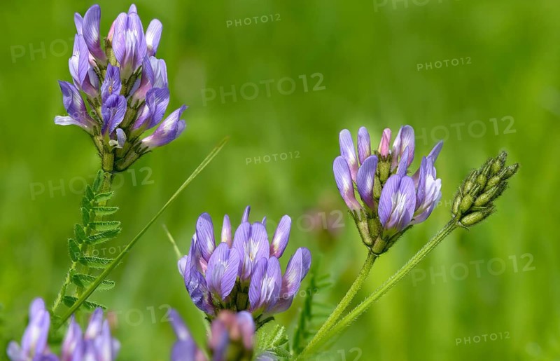 Astragalus Danicus, Danish Astragalus, Fabaceae, Lepidoptera, Astragalus, Flora, Plants, Purple Milk-Vetch
