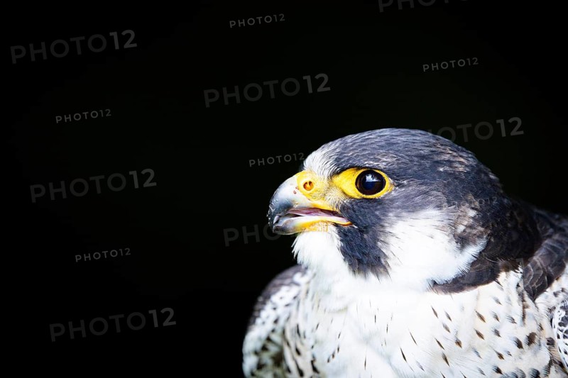 Close-up of a falcon with its beak open, peregrine falcon (Falco peregrinus), adult bird of prey, head shot, alert, in summer, Bohemian Forest, Czech Republic