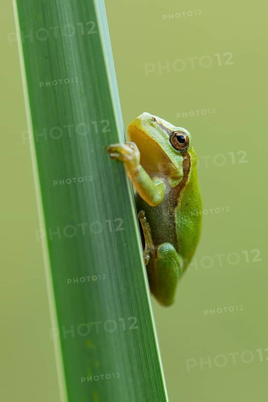European tree frog (Hyla arborea), Zandvort, Netherlands