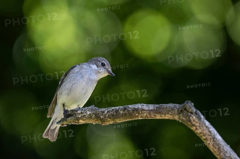 Pied Flycatcher (Ficedula hypoleuca), Emsland, Lower Saxony, Germany