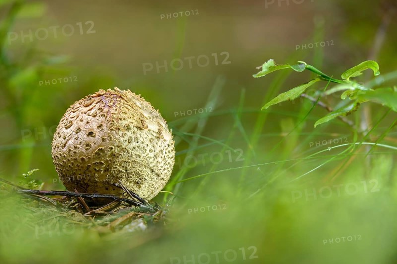 Bovist, thick-skinned potato bovist, fire mushroom, poisonous ball mushroom, potato bovist, smoke mushroom, sand truffles, pork truffles, scleroderma citrinum, scleroderma vulgare, sclerodermataceae, common earth ball, fungi, fungus, pigskin poison puffball, mushrooms