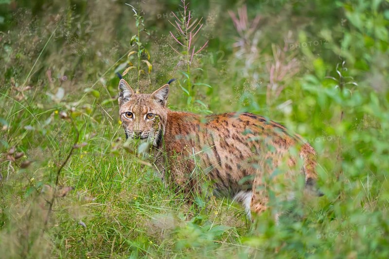 Eurasian lynx (Lynx lynx) in the middle of bushes in summer, Bavaria, Germany