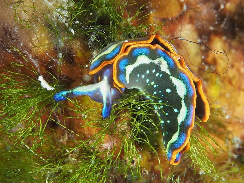 Colourful nudibranch, Hope's Elysia, Thuridilla hopei, on the seabed amongst aquatic plants, Muzil dive site, Stoja, Pula, Croatia, Mediterranean Sea