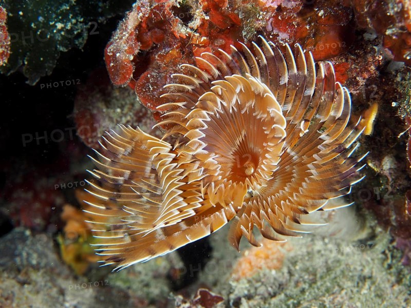 Spiral-shaped feather worm, screw sabella (Sabella spallanzanii), unfurling amongst corals, Muzil dive site, Stoja, Pula, Croatia, Mediterranean Sea