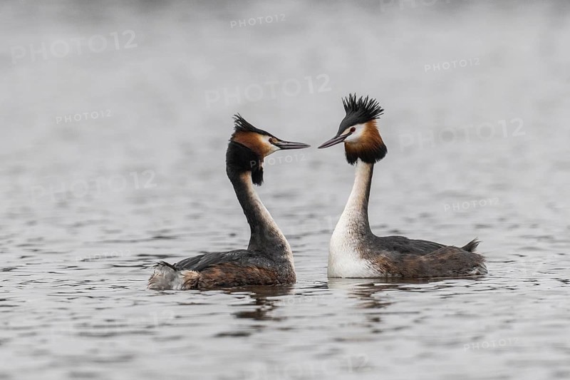 Great Crested Grebe (Podiceps Scalloped ribbonfish), courtship display, Emsland, Lower Saxony, Germany