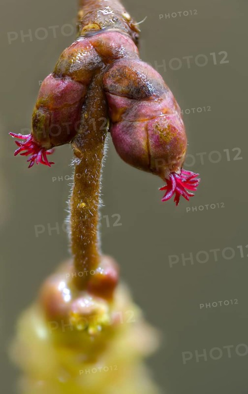 Betulaceae, birch family, corylus avellana, common hazel, hazel, hazel, female inflorescence, flower, common hazel, flora, high size, vertical format, plants, plants