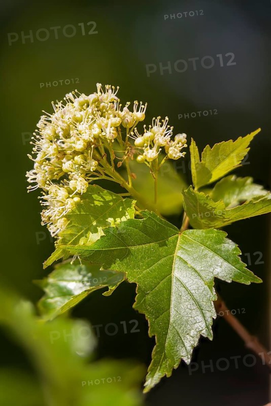 Acer Tataricum, Fire Maple, Steppe Maple, Tatar Maple, Tatarian Maple, Tatar Steppe Maple, Tree, Trees, Flora, High Size, Portrait Format, Plants, Tree