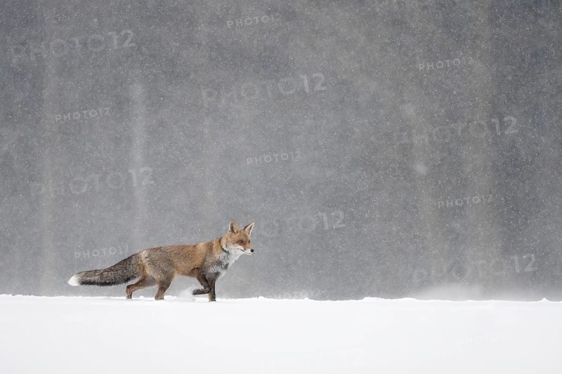 Red fox in the snow, Steinborn, Rhineland-Palatinate, Germany