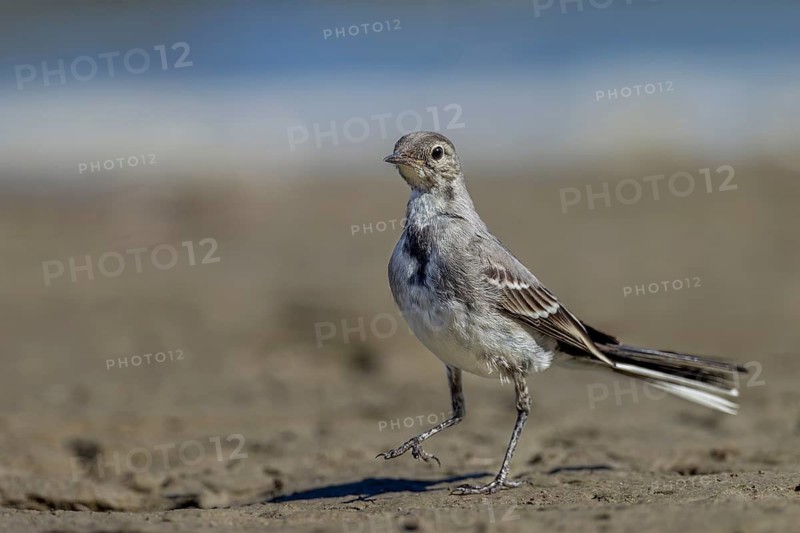 A white wagtail (Motacilla alba) that fledged a few days ago is searching for insects and other prey on the shore of a lake, a young bird, sweet, cute, independent, July, Germany