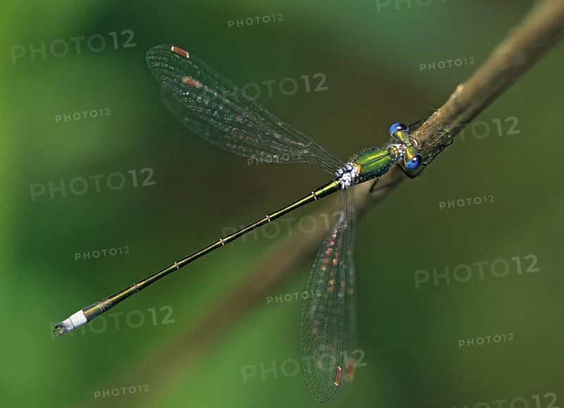 Little ruismaids, lestes virens, small spreadwing, damselflies, dragonflies, insects, leo, dragonflies, male, odonata, zygoptera