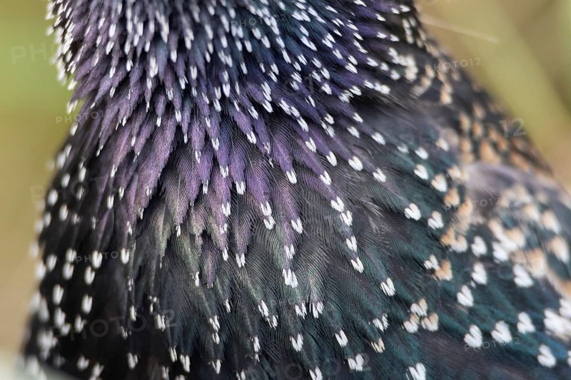 Common starling (Sturnus vulgaris) adult bird close up of its breast feathers, England, United Kingdom