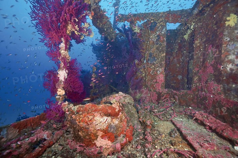A shipwreck with corals, violescent sea-whips (Paramuricea clavata) and fish, including the Mediterranean anthias (Anthias anthias), reveals the rusty structure underwater at the Le Grec wreck dive site, Hyères, Giens Peninsula, Mediterranean Sea, Provence-Alpes-Côte d'Azur, France