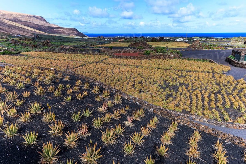 Lanzarote, Canary Islands, Spain, Europe, aloe vera farm, A wide view of aloe fields with the sea and mountains in the background under a blue sky