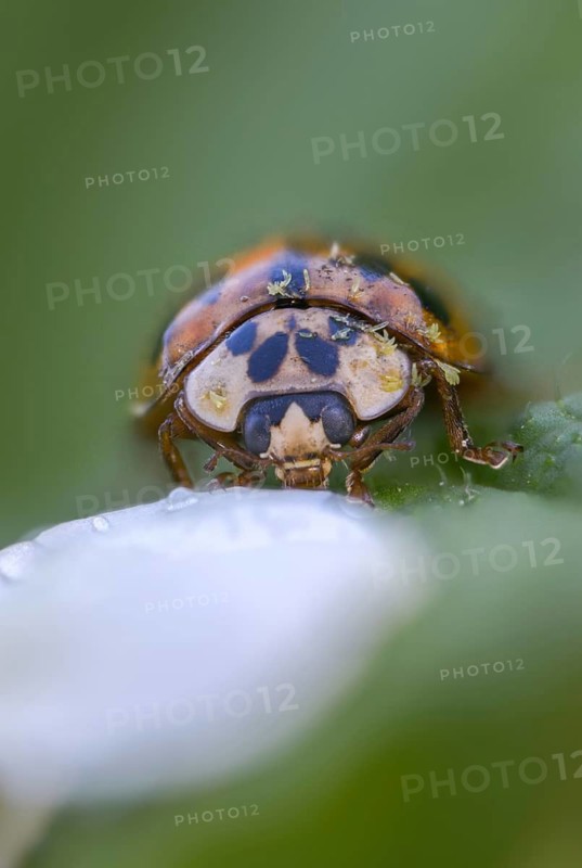 Asian ladybeetle, Asian ladybug, coccinellidae, coccinellinae, harlequin ladybug, harmonia axyridis, ladybug, beetle, coleoptera, harlequin, insects, beetles, multicolored Asian