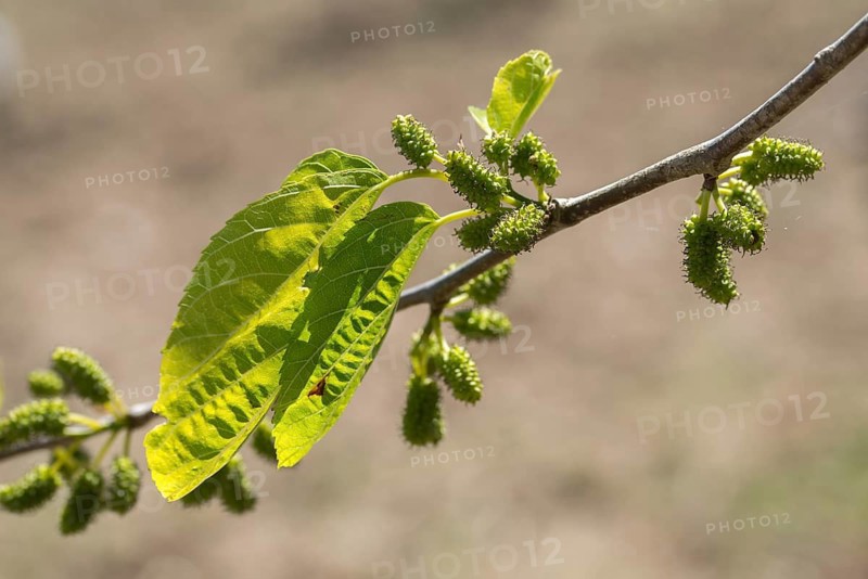 Granelli, Italy, mulberry tree, mulberry family, moraceae, morus alba, pantani cuba and longarini, white mulberry tree, migratory bird sanctuary, Pantani Cuba & Longarini migratory bird sanctuary, fig family, flora, Italy, Mulberry family, plants, Sicily, foundation for biodiversity