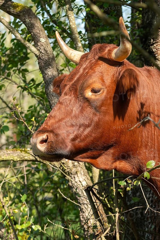 Artiodactyla, Bavaria, Bos Taurus sspec.5, cattle, even-toed ungulate, Höhenvieh, Upper Palatinate, cloven-hoofed, Rotes Höhenvieh, Tirschenreuth, Waldnaab, Waldnaabaue, wild willows Waldnaabaue, domesticated animals, extensive grazing, woody bite, pet, high size, portrait, mammals, cattle, mammals animals, bite
