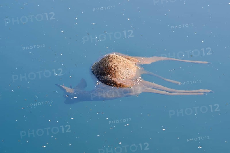European roe deer (Capreolus capreolus), drowned roebuck floating in the water, death, North Rhine-Westphalia, Germany
