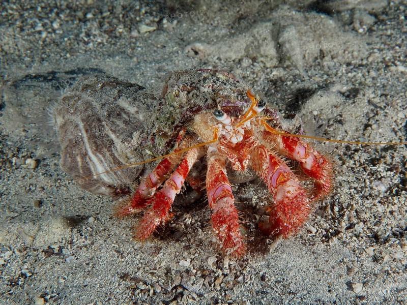 A Red Hermit Crab (Dardanus calidus) scuttles across the sandy seabed, Hausriff dive site, Stoja, Pula, Croatia, Mediterranean Sea