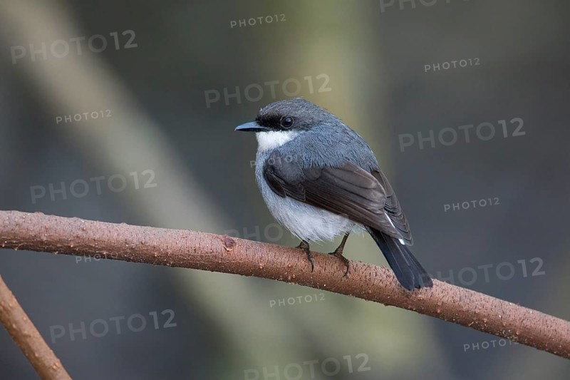 Mangrove Robin (Peneoenanthe pulverulenta leucura), Queensland, Australia