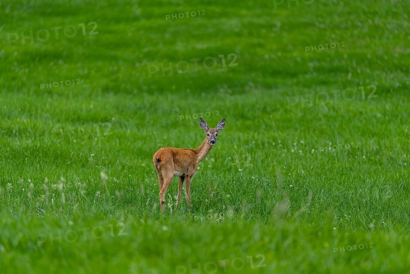Roe deer (Capreolus capreolus) – a doe in the evening light in a woodland clearing, Allgäu, Bavaria, Germany, Allgäu, Bavaria, Germany