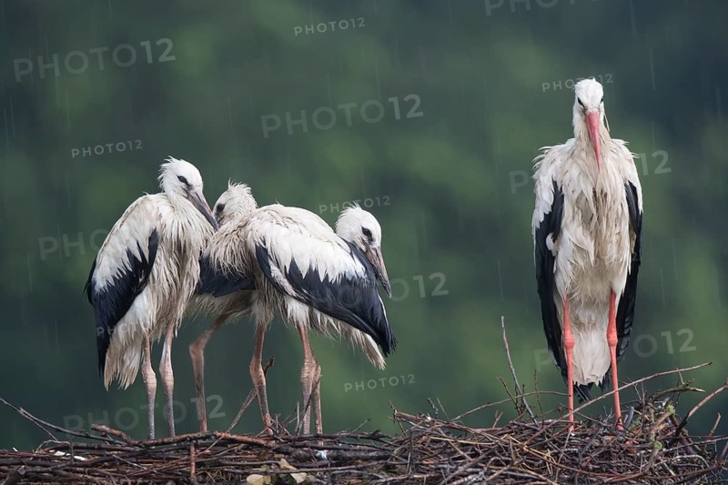 White Stork (Ciconia ciconia) with juveniles in nest after a heavy rain shower, North Rhine-Westphalia, Germany