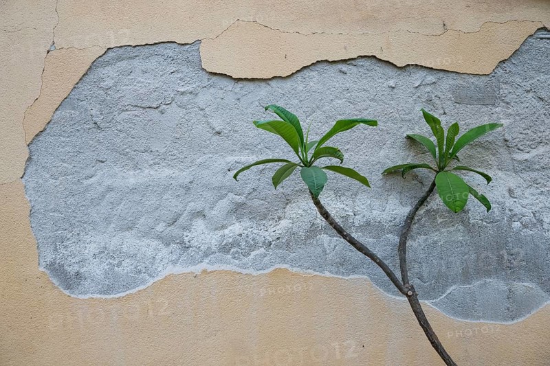 Frangipani, wax flower, Flor de Cebo or temple tree (Plumeria) peeling away from the paint on a house wall, Palermo Botanical Garden or Orto Botanico, Palermo, Sicily, Italy