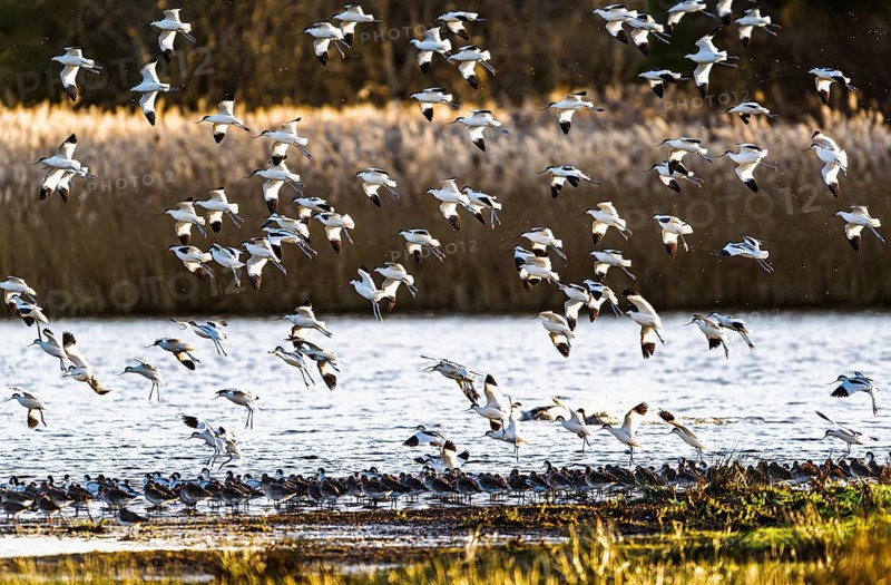 Pied Avocet, Recurvirostra avosetta, birds in flight over winter marshes