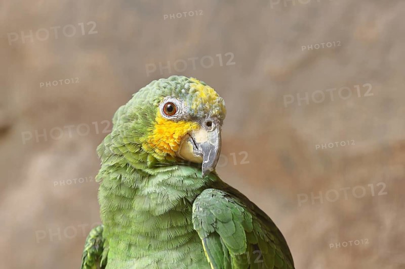 Blue-fronted Amazon (Amazona aestiva), animal portrait, captive, occurrence in South America, Hesse, Germany