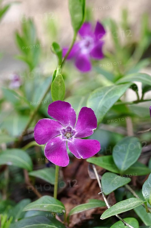 Lesser periwinkle (Vinca minor), flower, red variety, North Rhine-Westphalia, Germany