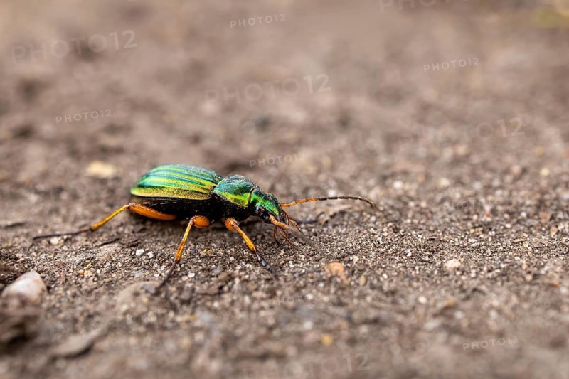 A green beetle with a metallic sheen sitting on the ground, in its natural habitat: the golden ground beetle (Carabus auronitens), on the forest floor, Baden-Württemberg, Germany