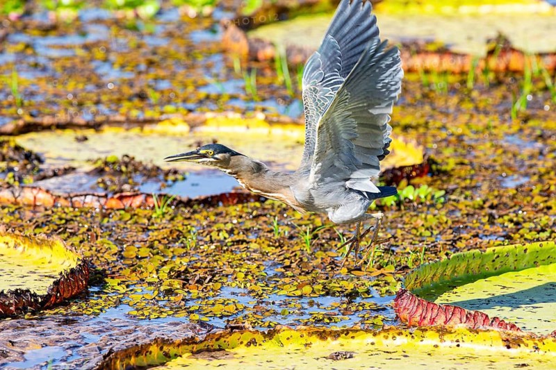 Mongrove Heron (Butorides striatus) Pantanal Brazil