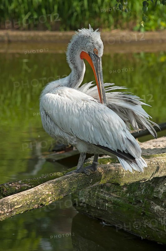 Dalmatian pelican (Pelecanus crispus) on a water island, Captive, Germany