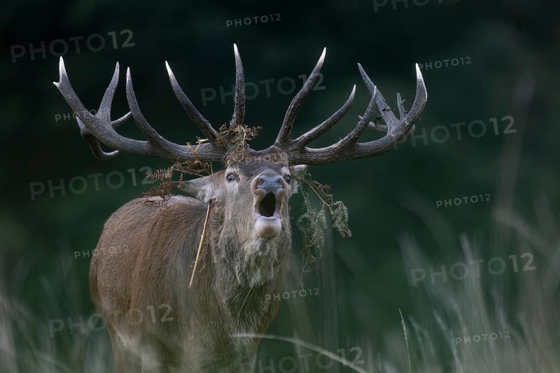 Red deer at the rutting 2025, London, Great Britain