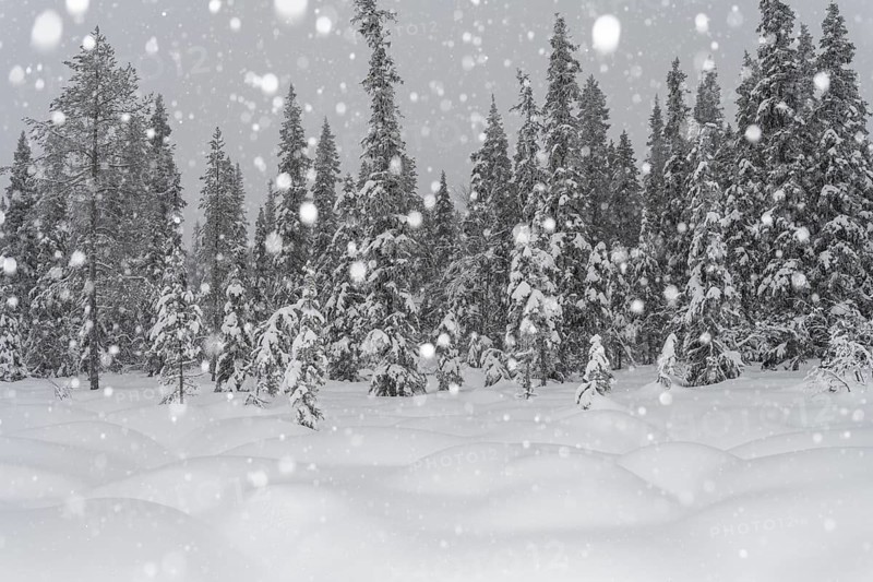 Boreal forest during snowfall, Gällivare, Lapland, Sweden, February 2020