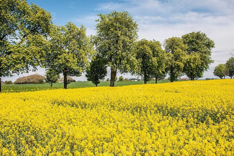 Landscape with fields of yellow flowering rapeseed and tree in Ystad municipality, Skåne county, Sweden, Scandinavia