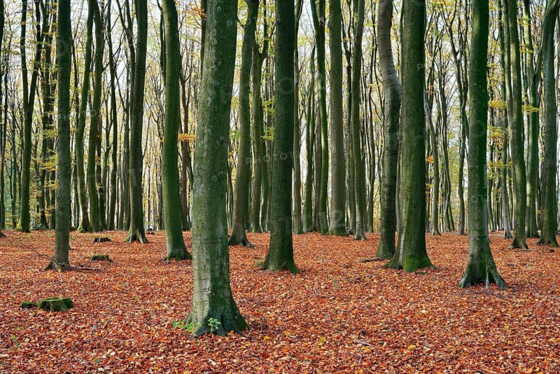 A European beech forest (Fagus sylvatica) in autumn, North Rhine-Westphalia, Germany