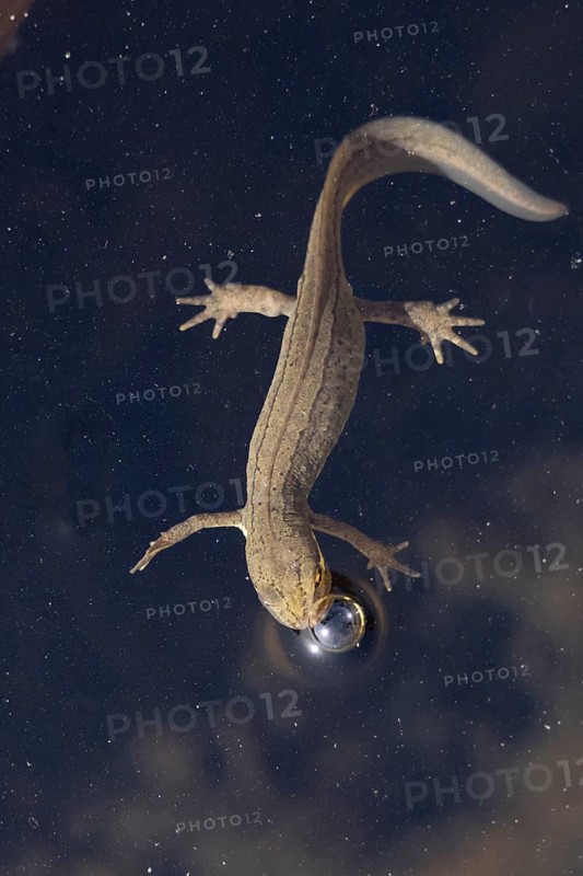 Smooth or Common newt (Lissotriton vulgaris) adult amphibian coming up for air on the surface of a garden pond, England, United KIngdom
