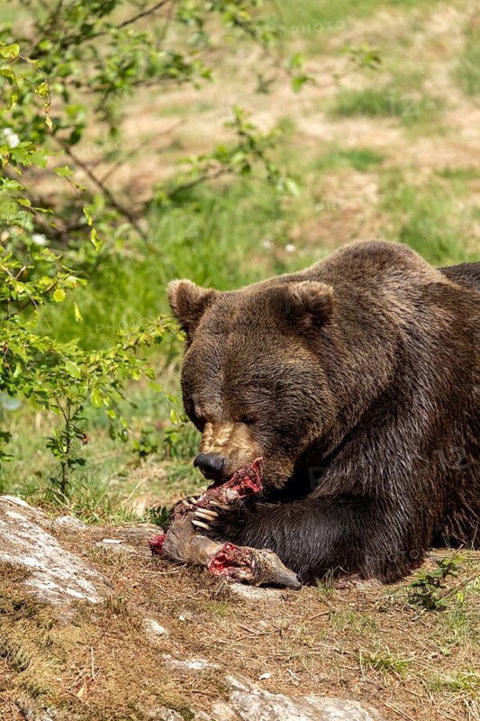 A brown bear nibbles at its prey, surrounded by lush greenery, European brown bear (Ursus arctos), enclosure area, Bavarian Forest National Park, Bavaria, Germany