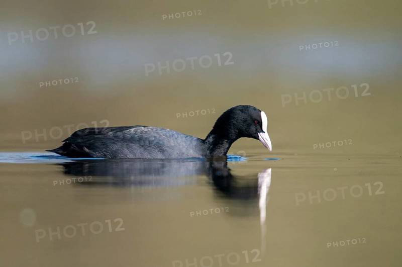 Eurasian Coot Coot, Fulica Atra, Birds, Coot Rail, Gruiformes, Crane Birds, Mirror, Rails, Rallidae, Mirror Image, Birds, Waterbirds, Waterbirds