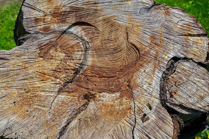 Close-up of crosscut Malus X robusta 'Erecta' - Siberian Crabapple tree trunk with saw marks and growth rings in spring, Quebec, Canada