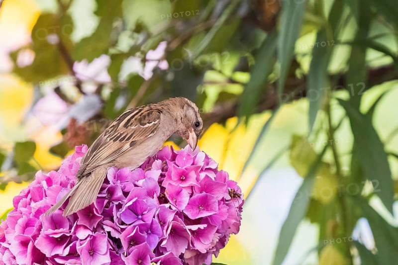 A house sparrow (Passer domesticus) is pecking at a pink hydrangea flower head, surrounded by green leaves and a blurred background, Hesse, Germany