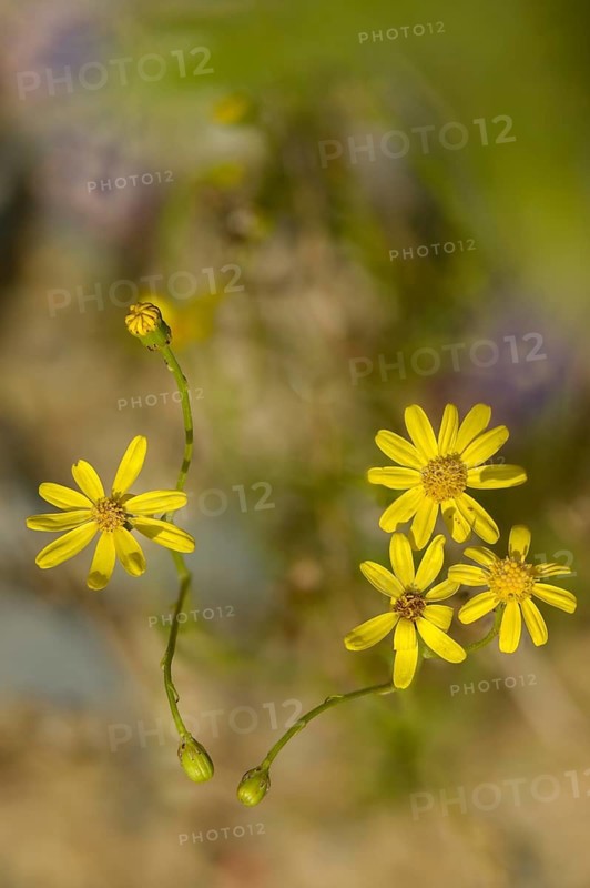 Greywort, neophyte, narrow-leaved ragwort, Senecio inäquidens, South African ragwort, flora, high size, portrait format, narrow-leaved ragwort, plants