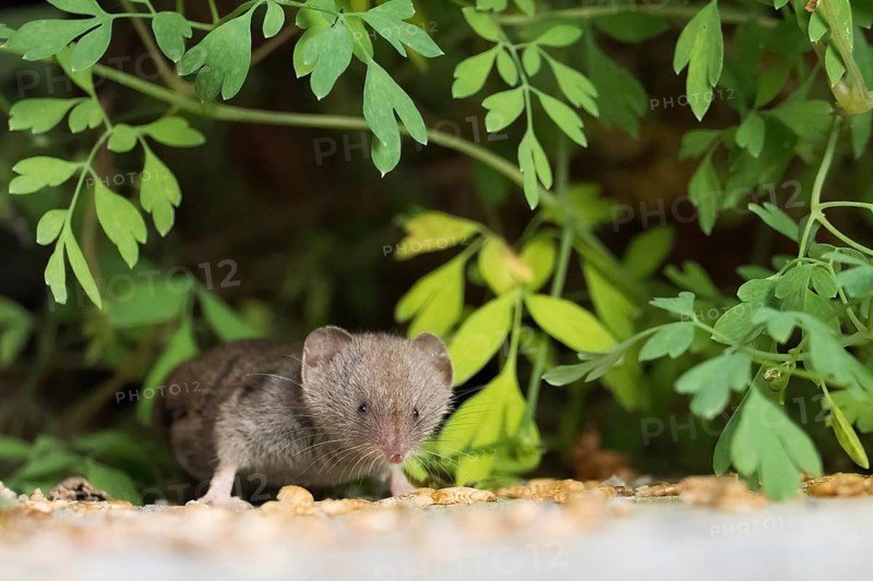 A house shrew (Crocidura russula) peeks out from the foliage, looking alert, Hesse, Germany
