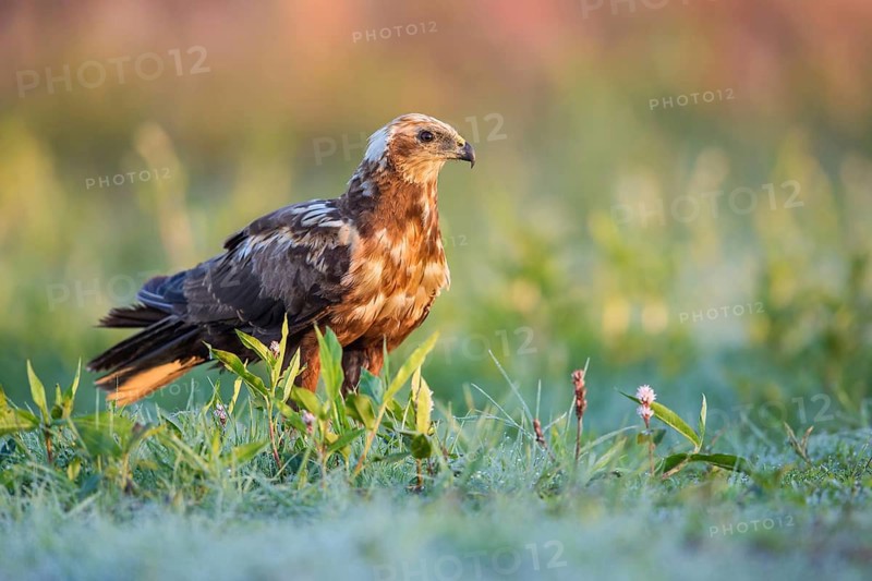 Western Marsh Harrier (Circus aeruginosus), Poland
