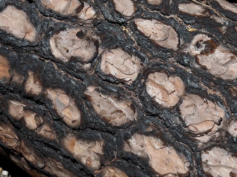 Close-up of the textured tree bark with a distinctive pattern, Canary Island pine (Pinus canariensis), Altavista, Tamadaba nature park Park, Gran Canaria, Spain