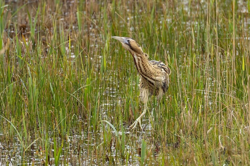 Eurasian or Great bittern (Botaurus stellaris) adult bird in a reedbed in spring, RSPB Minsmere nature reserve, Suffolk, England, United Kingdom