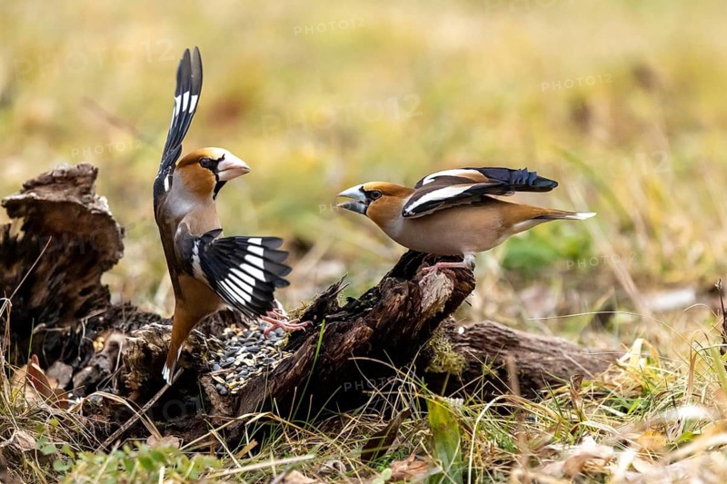 Cardinals interacting animatedly, one with its wings raised, on the ground, a hawfinch (Coccothraustes coccothraustes) perched on deadwood, wildlife, animals, birds, Baden-Württemberg, Germany